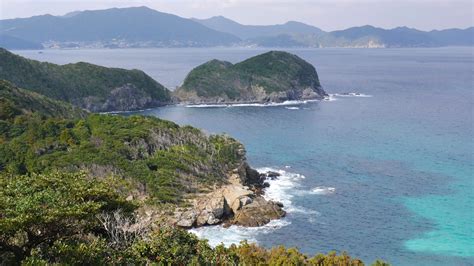 大椿樹|植物を訪ねて ～五島列島の椿～